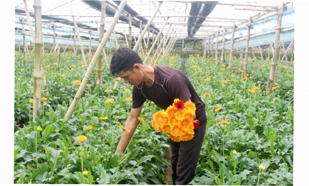 Cách thu hoạch hoa đồng tiền bằng cách bẻ gốc thân cây