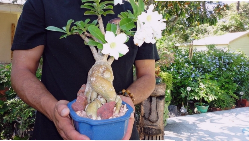 Cần chọn chậu phù hợp với kích thước cây