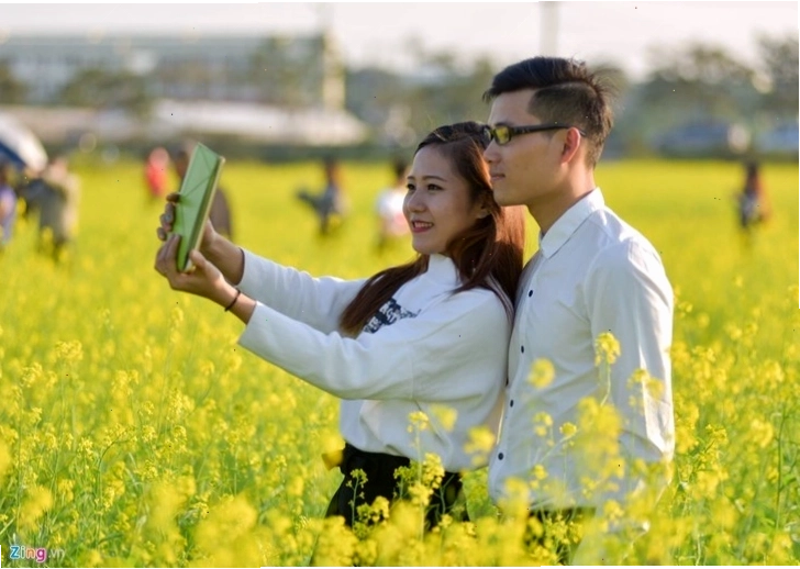 Cánh đồng hoa cải nở rộ nhìn từ trên cao