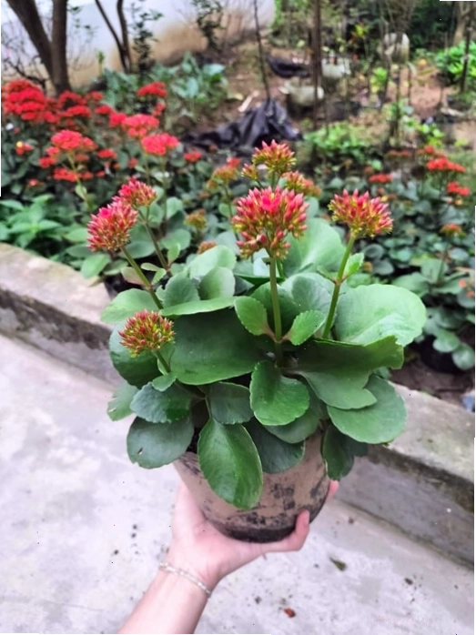 Cây bỏng ta đang cho nụ hoa