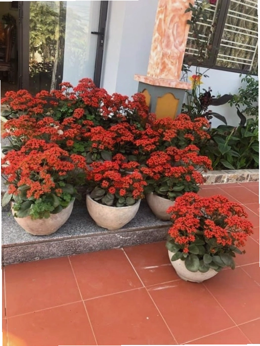 Cây bỏng ta trồng chậu đặt trước cửa nhà đón Tết