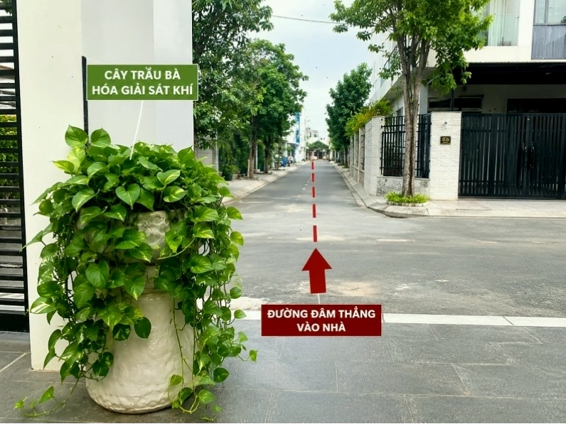 Cây cảnh giúp giảm sát khí và tăng cường phong thủy