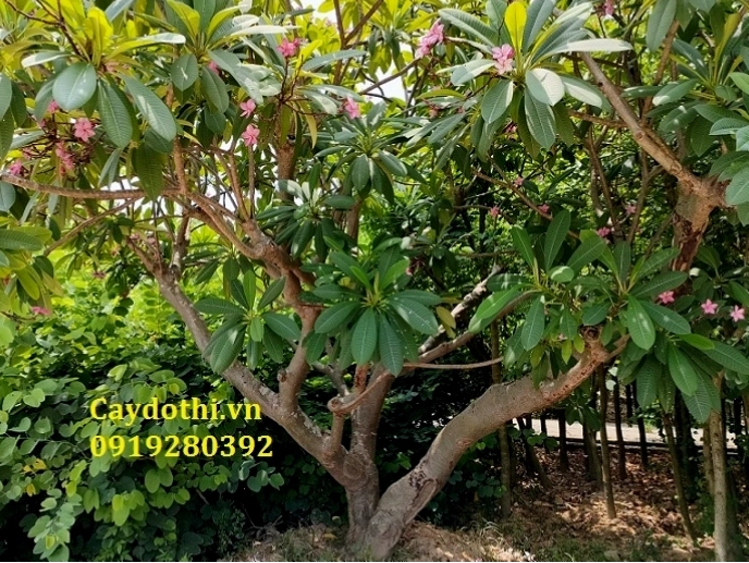 Cây đại đỏ với những bông hoa đang hé nở