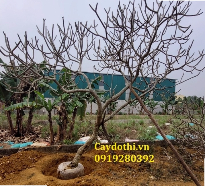 Cây đại hoa đỏ cỡ lớn trồng làm cây công trình