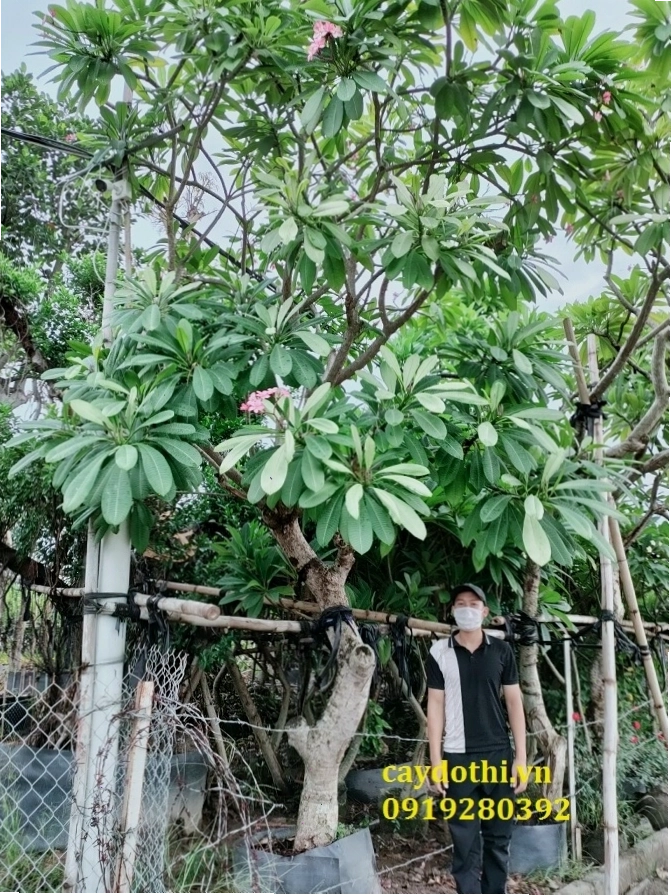 Cây đại hoa đỏ con đang phát triển tốt sau khi giâm cành