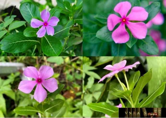 Cây dừa cạn với lá xanh và hoa tím hồng