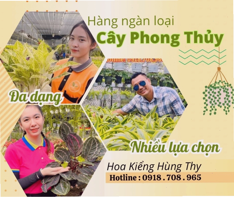 Cây hoa cúc tím đẹp mắt