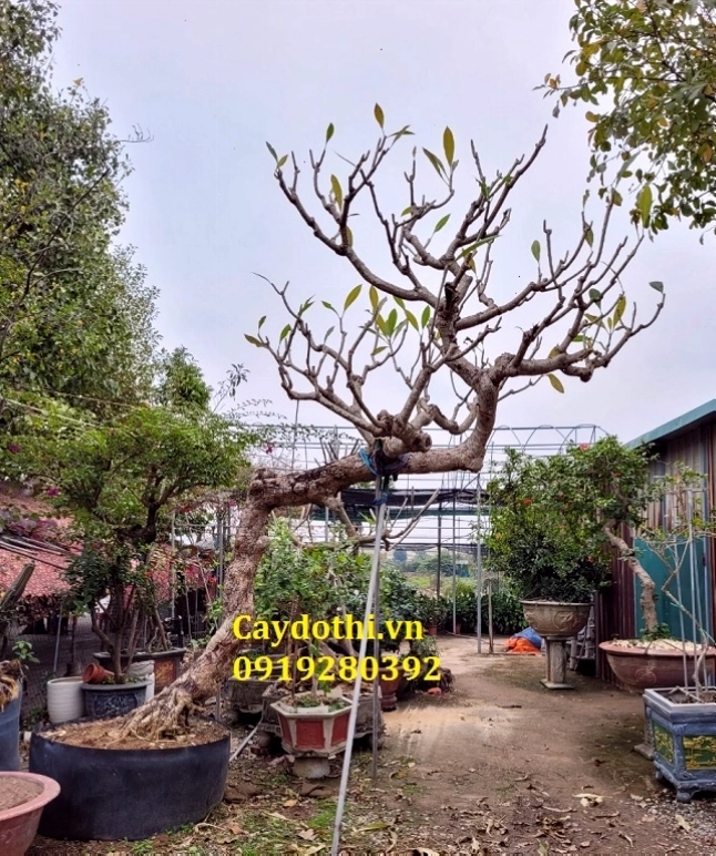 Cây hoa đại trắng và hoa đại đỏ trồng xen kẽ tạo cảnh quan sinh động