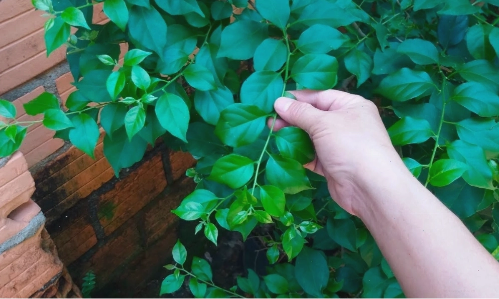 Cây hoa giấy không ra hoa có thể do tưới quá nhiều nước