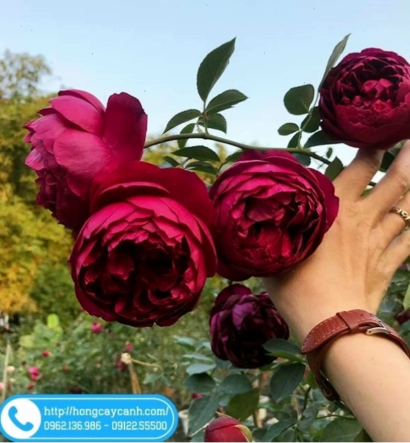 Cây hoa hồng đỏ Autumn Rouge với sắc đỏ nhung quyến rũ