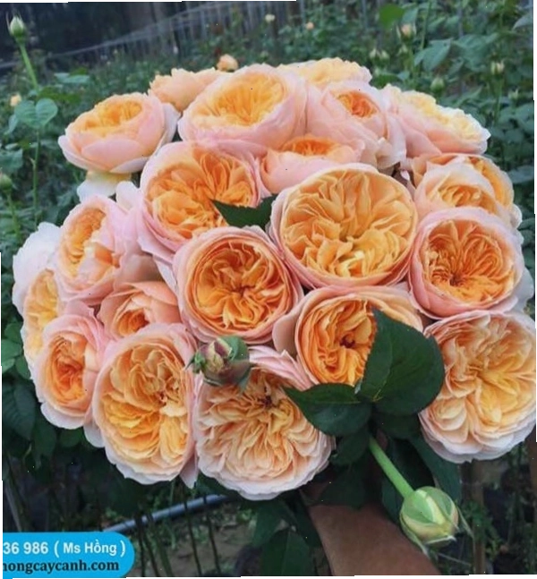 Cây hoa hồng đỏ Triệu Đô với sắc đỏ rực rỡ