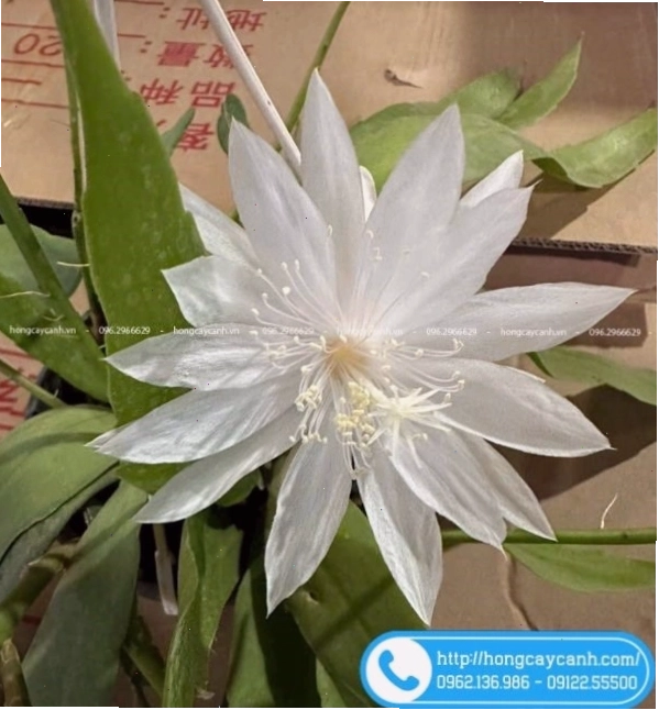 Cây hoa Nhật Quỳnh trồng trong chậu
