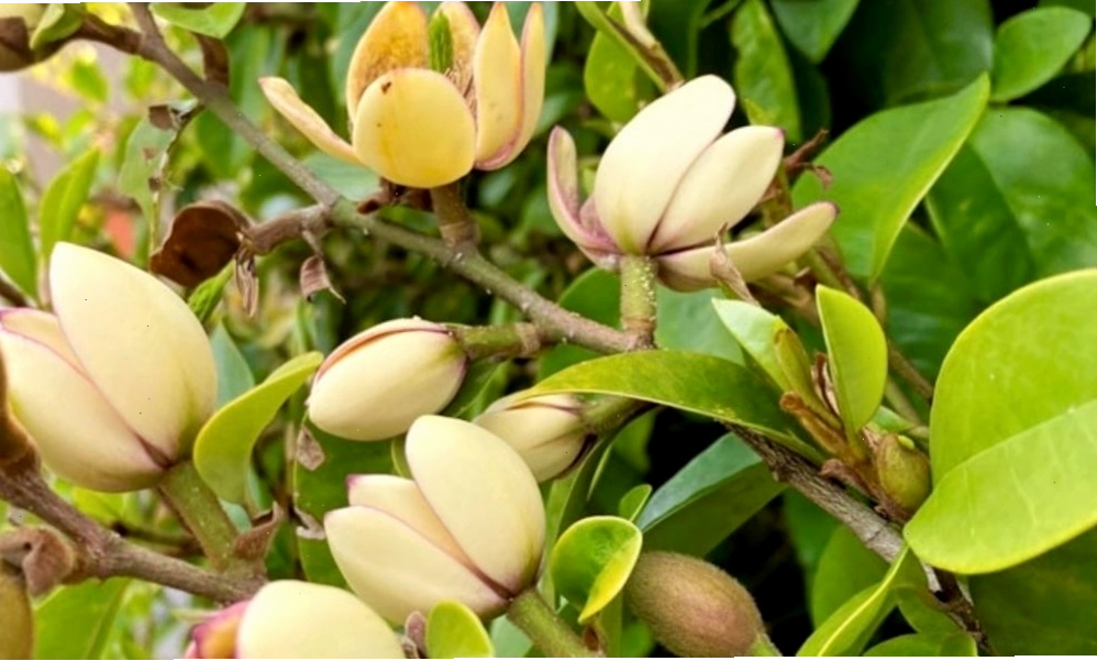 Cây lan tiêu với những chùm hoa đẹp mắt