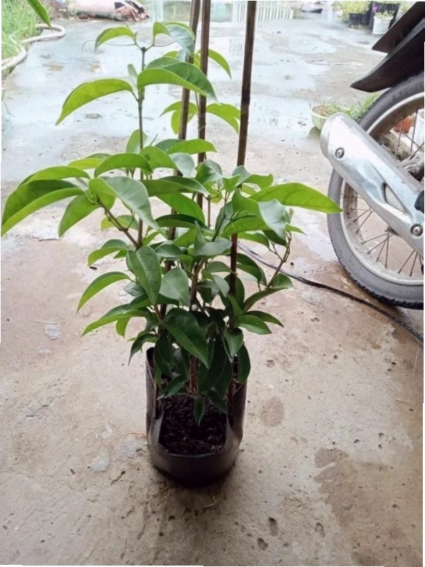 Cây lan tỏi tím với những chùm hoa nhỏ xinh