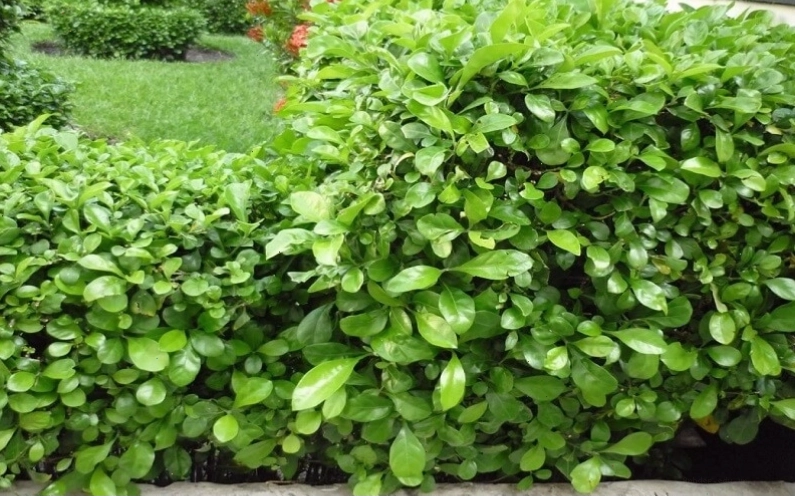 Cây Mắc Ó được cắt tỉa gọn gàng để làm hàng rào