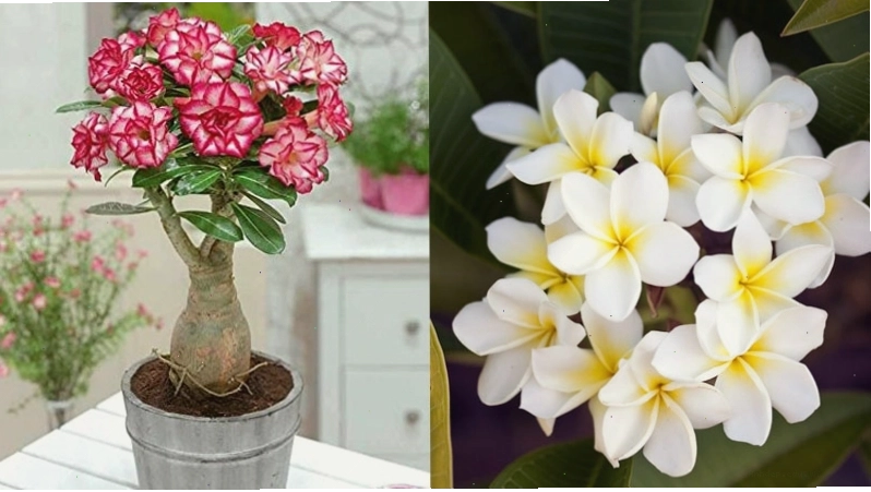 Cây sứ có bộ rễ to, cánh hoa chụm vào nhau như cái phễu