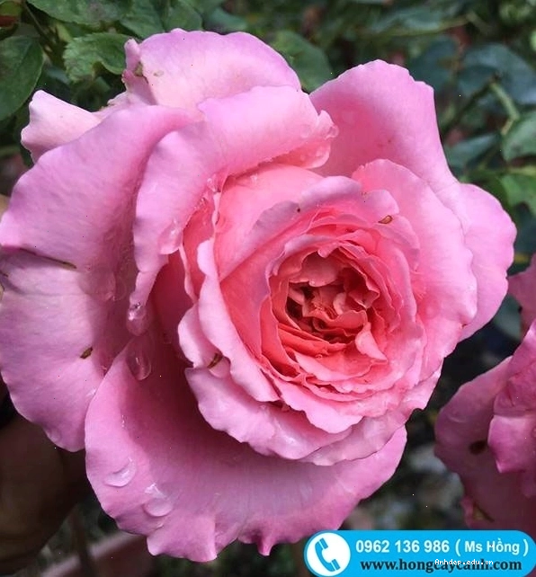 Cepheus Rose sắc đỏ tươi
