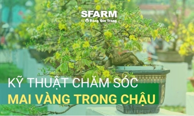 Chăm sóc cây cảnh hiệu quả