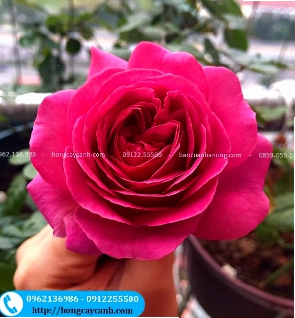 Chăm sóc cây hoa hồng đỏ với đất trồng tơi xốp
