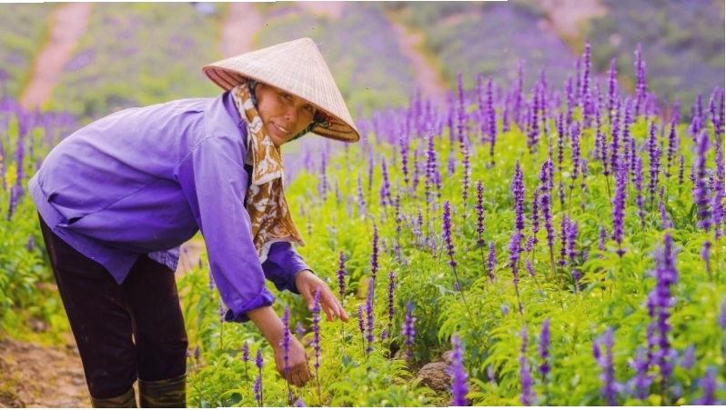 Chăm sóc cây hoa nữ hoàng xanh đúng cách giúp hoa nở đẹp