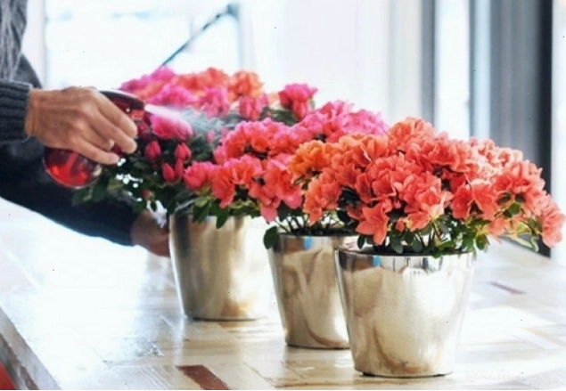 Chậu hoa đỗ quyên đang được chăm sóc sau Tết