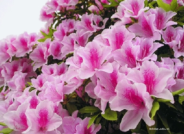 Chậu hoa đỗ quyên với đất trồng tơi xốp và giàu dinh dưỡng