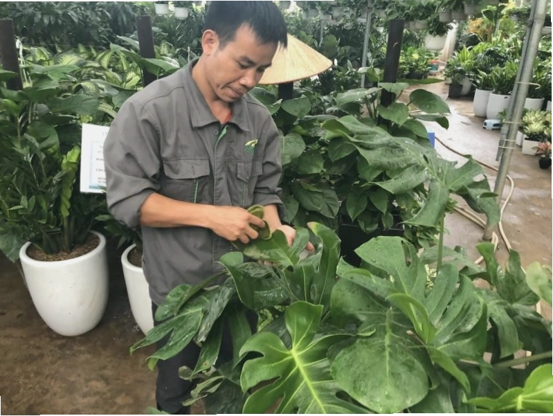 Chậu hoa giấy với nhiều tán lá xanh tốt