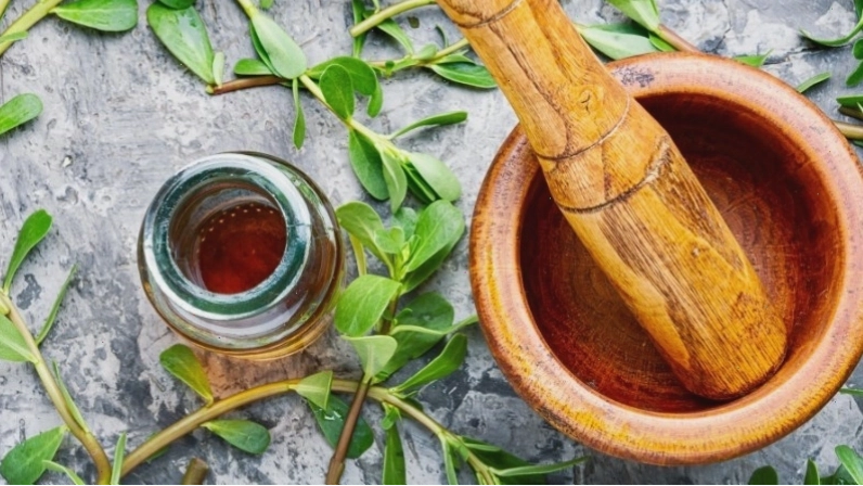 Chiết xuất rau sam có tác dụng ức chế sự phát triển của vi khuẩn thương hàn, trực khuẩn lỵ