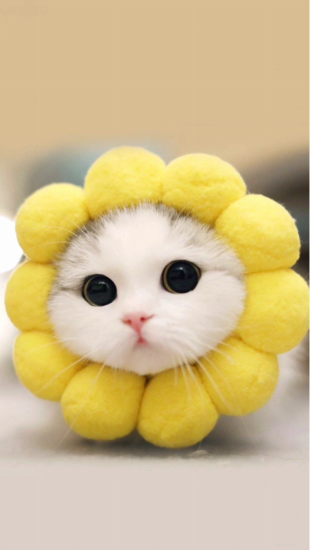 Chú mèo đội mũ hoa cute với đôi mắt to tròn đặc trưng phong cách chibi