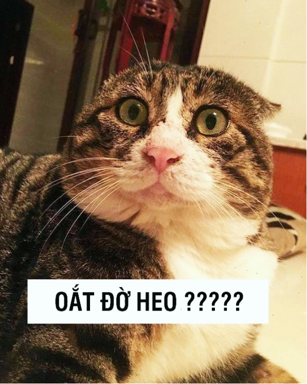 Chú mèo meme đang thể hiện sự tò mò