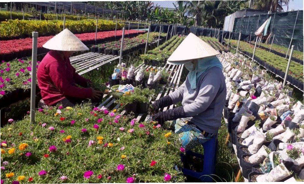 Chuẩn bị đất trồng tơi xốp cho hoa mười giờ