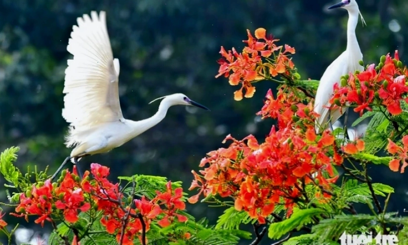 Cò trắng về chùa Hang