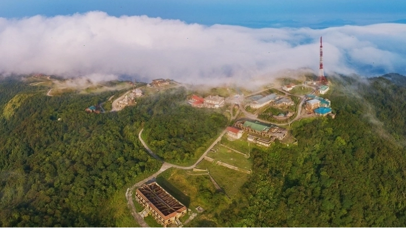 Củ bạc hà núi khô dùng để sắc thuốc