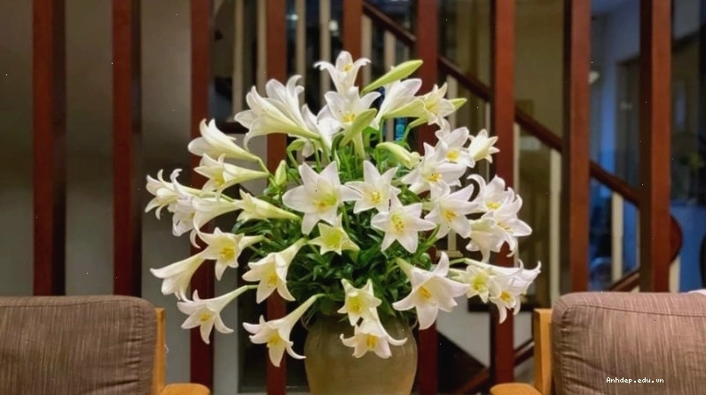 Đặt bình hoa loa kèn ở nơi thoáng mát, tránh ánh nắng trực tiếp