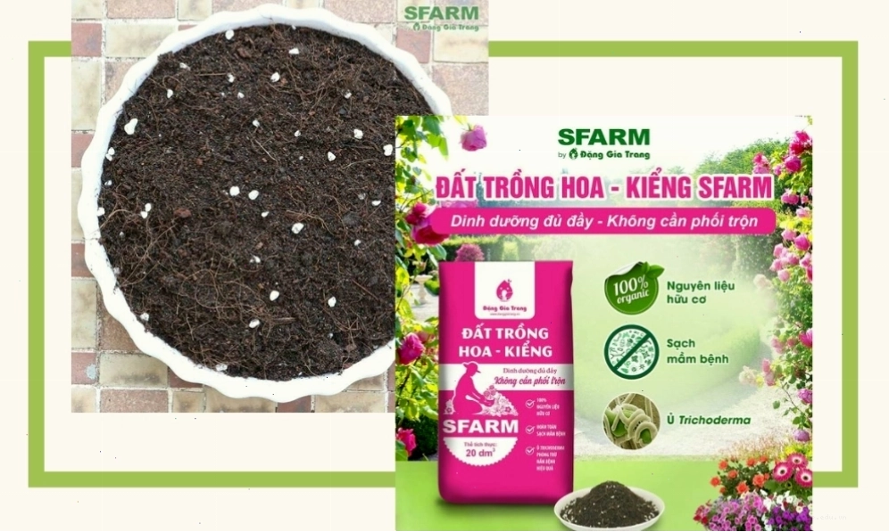 Đất trồng phù hợp cho cây hoa giấy
