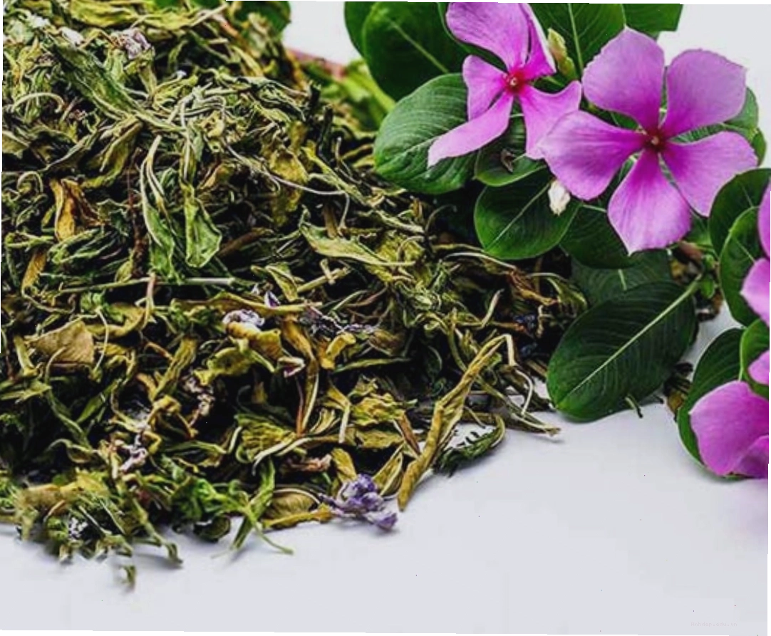 Dược liệu dừa cạn khô dùng làm thuốc
