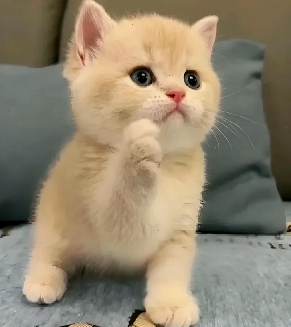 Hình ảnh meme thắc mắc biểu cảm người đang suy nghĩ