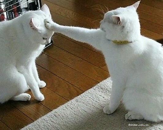 Hình ảnh mèo meme biểu cảm ngạc nhiên đáng yêu