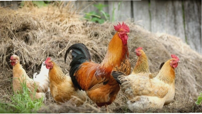 Hình nền gà trống và đàn gà mái đang đi cùng nhau