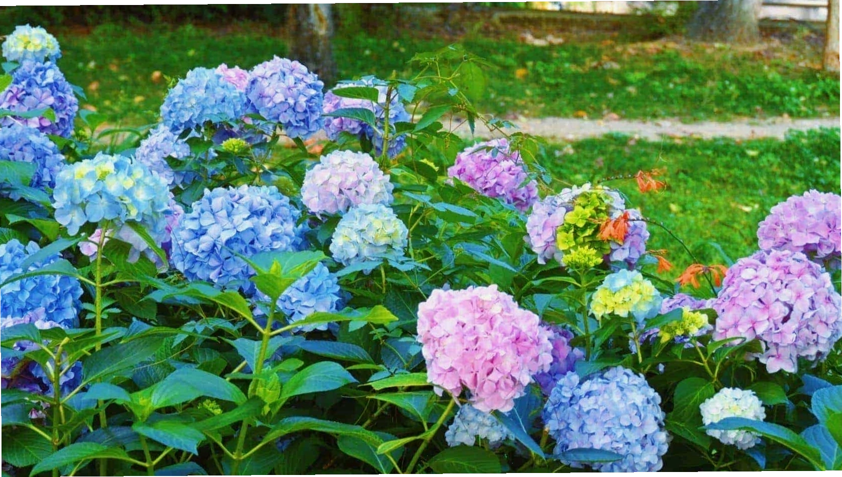 Hình nền hoa cẩm tú cầu đẹp với tông màu pastel nhẹ nhàng