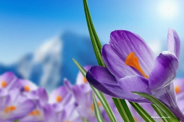 Hình nền hoa crocus tím với chi tiết cận cảnh sắc nét