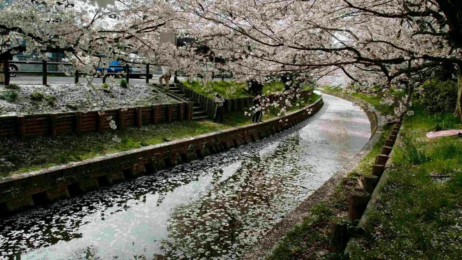 Hình nền hoa đào bên dòng sông thơ mộng