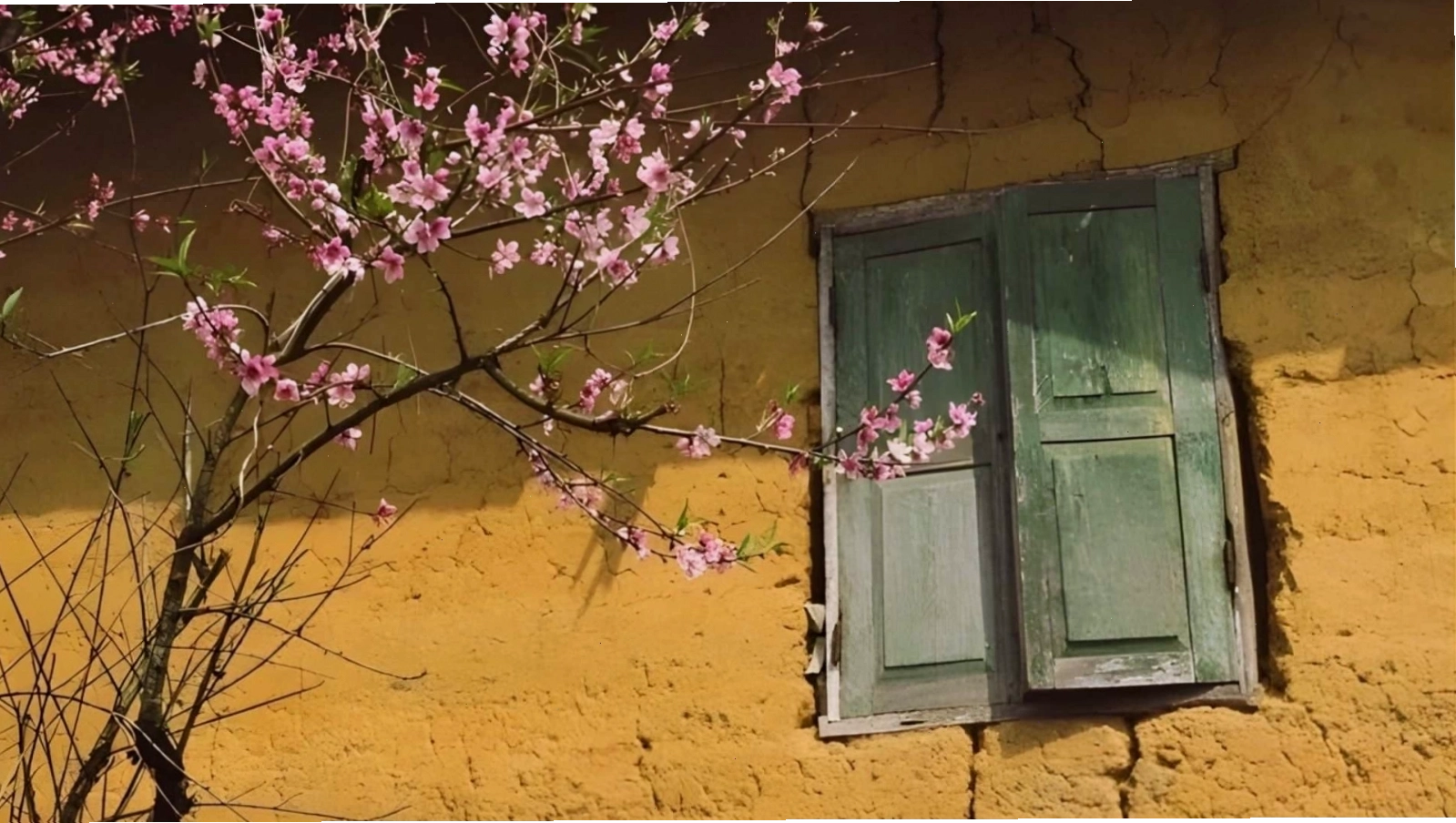 Hình nền hoa đào rơi lãng mạn