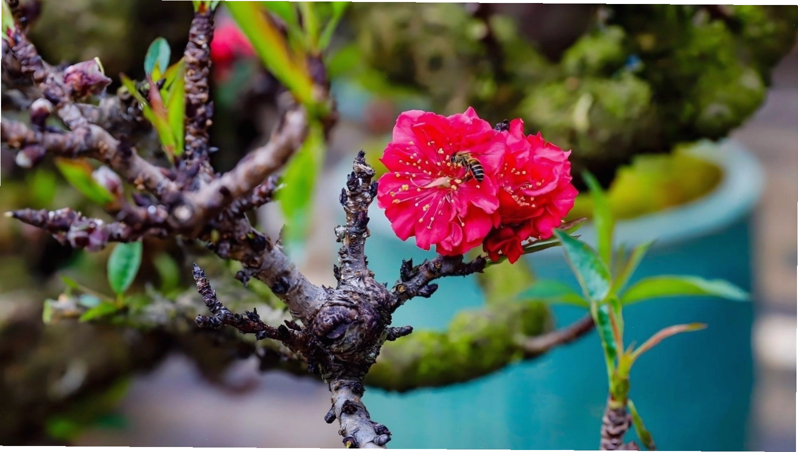 Hình nền hoa đào Thất Thốn một bông tinh tế