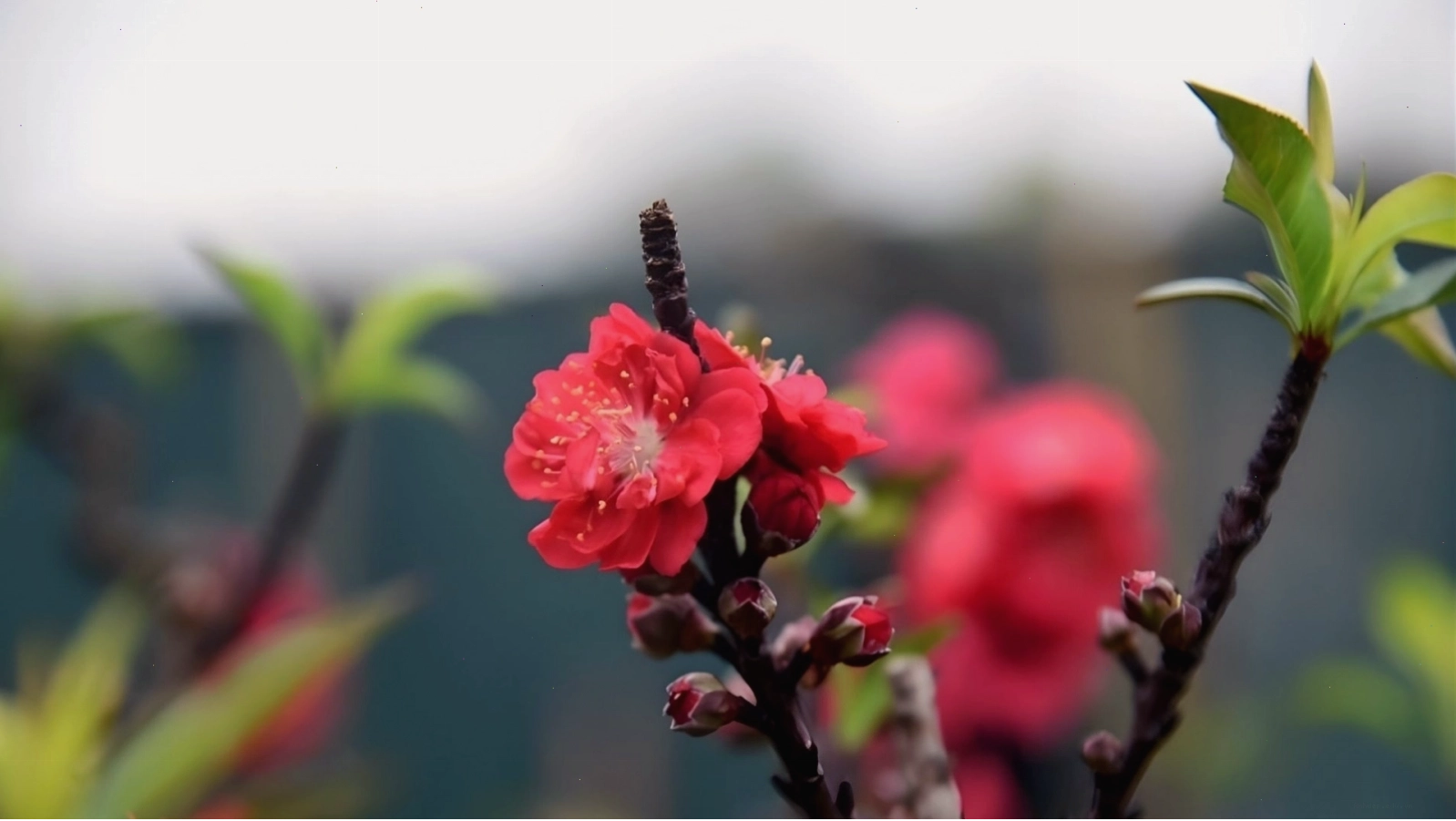 Hình nền hoa đào Thất Thốn sang trọng