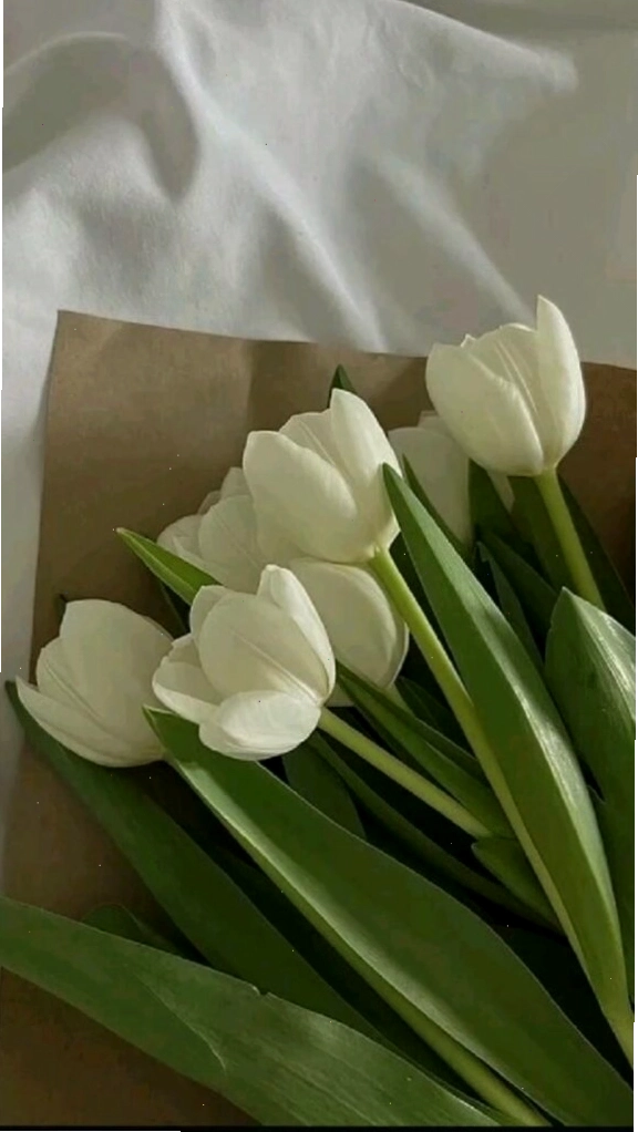 Hình nền hoa tulip xanh đơn lẻ trên nền tối