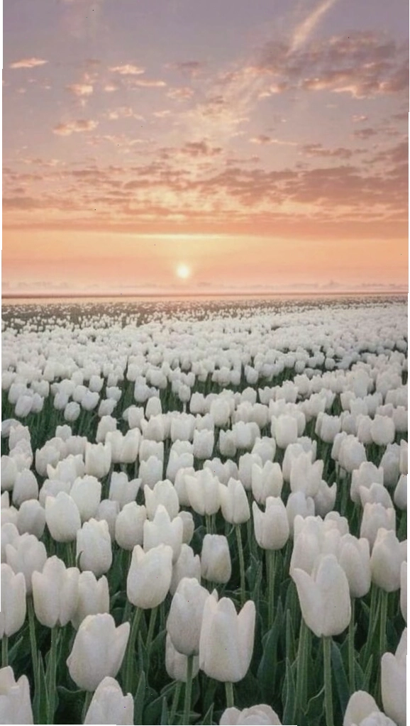 Hình nền hoa tulip xanh dương với hiệu ứng bokeh lung linh
