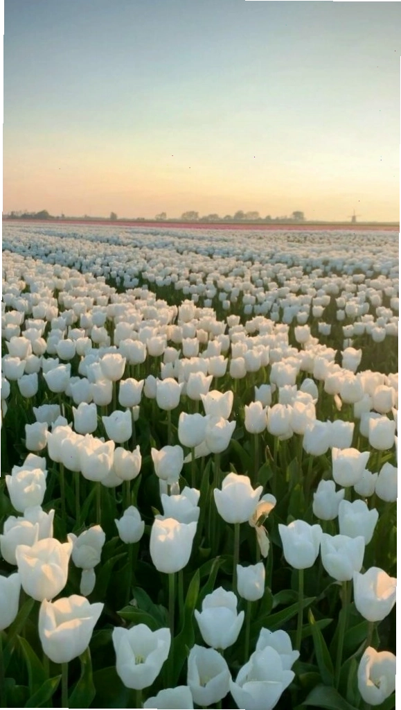 Hình nền hoa tulip xanh dương với thiết kế tối giản