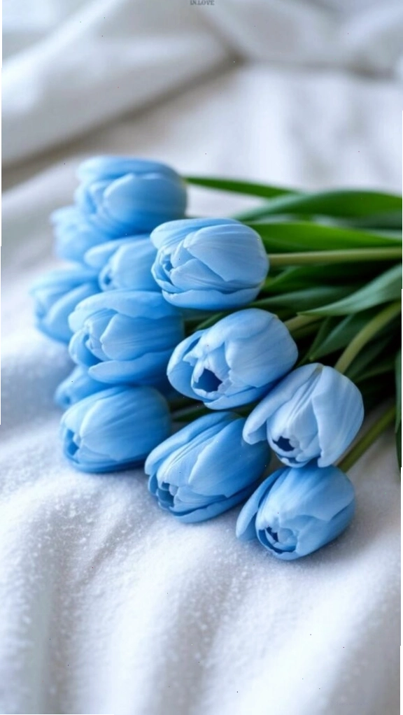Hình nền hoa tulip xanh với hiệu ứng nước chảy