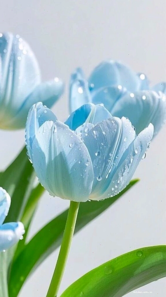 Hình nền hoa tulip xanh với phong cách tối giản